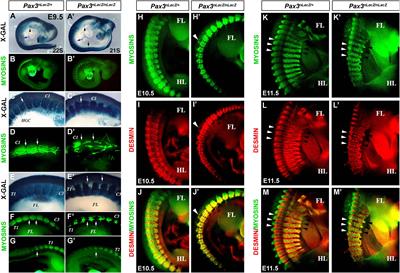 M-Cadherin Is a PAX3 Target During Myotome Patterning